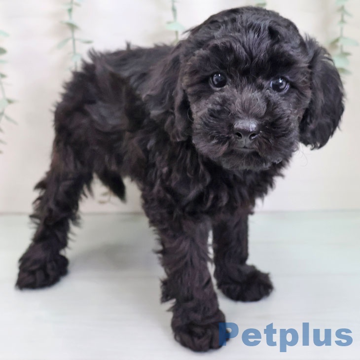 埼玉県のトイプードル(トイ) (ペッツワン 新座店/2025年8月28日生まれ/女の子/ブラック)の子犬