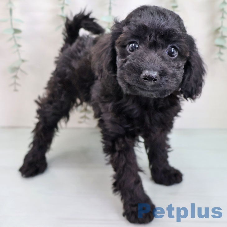 トイ・プードルの写真1