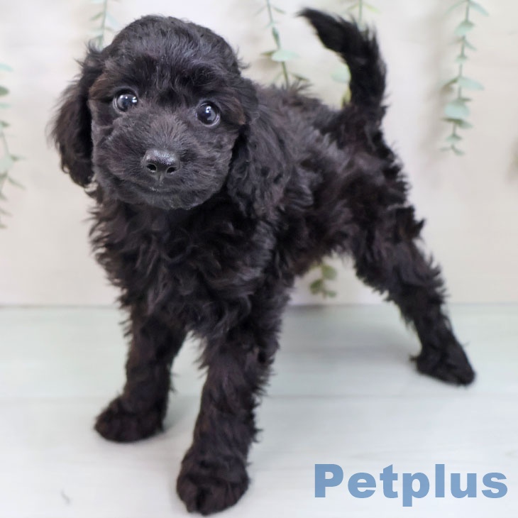 トイ・プードルの写真2