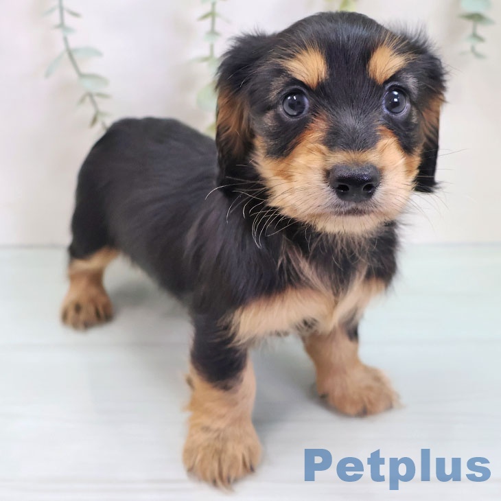 埼玉県のカニンヘンダックスフンド(ロング) (ペッツワン 新座店/2025年8月28日生まれ/男の子/ブラックタン)の子犬の1枚目の画像