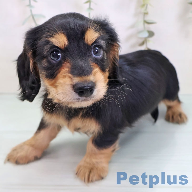 埼玉県のカニンヘンダックスフンド(ロング) (ペッツワン 新座店/2025年8月28日生まれ/男の子/ブラックタン)の子犬の2枚目の画像