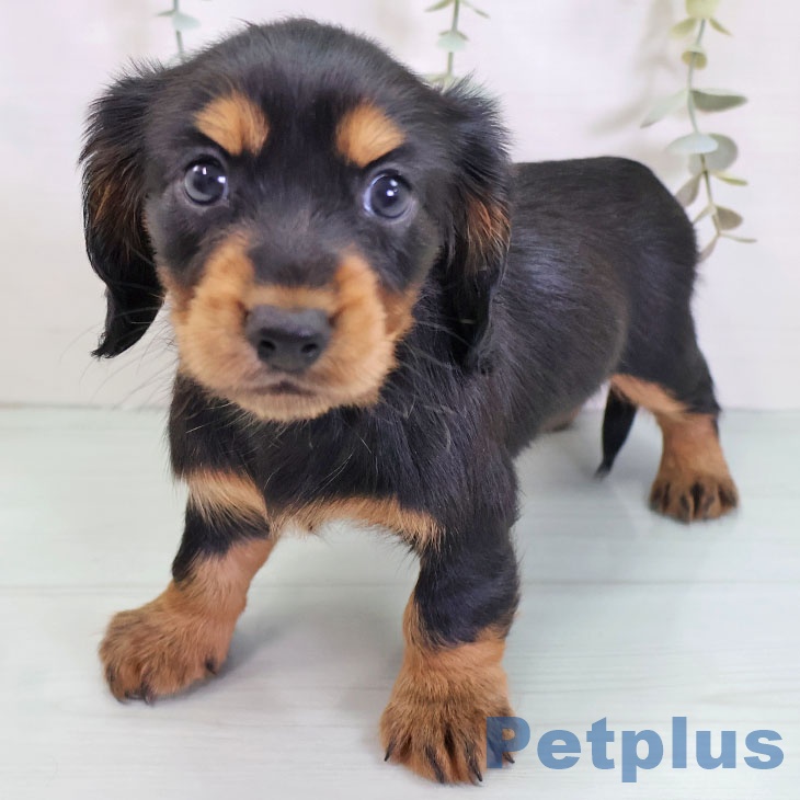 宮城県のカニンヘンダックスフンド(ロング) (ペットプラス 名取店/2025年8月28日生まれ/女の子/ブラックタン)の子犬の1枚目の画像