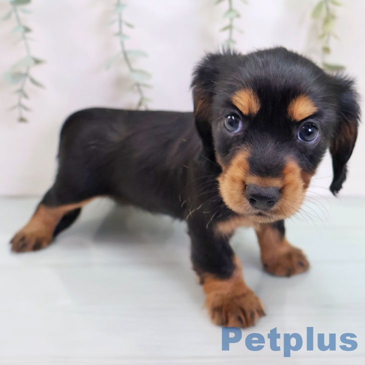 宮城県のカニンヘンダックスフンド(ロング) (ペットプラス 名取店/2025年8月28日生まれ/女の子/ブラックタン)の子犬の2枚目の画像