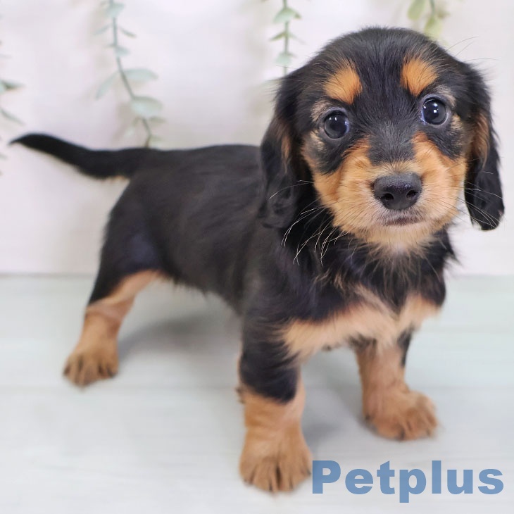 埼玉県のカニンヘンダックスフンド(ロング) (ペットプラス 川口店/2025年8月28日生まれ/女の子/ブラックタン)の子犬の1枚目の画像