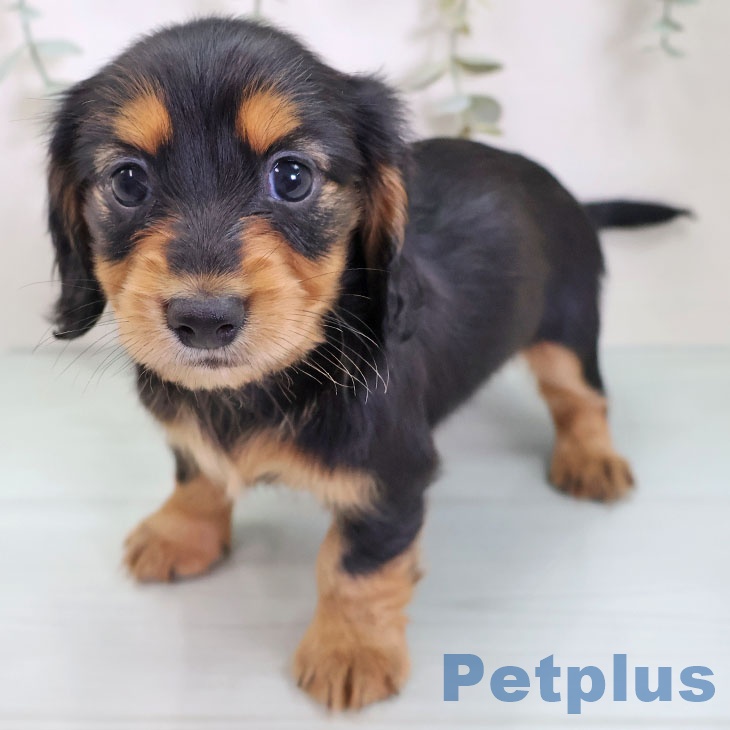 埼玉県のカニンヘンダックスフンド(ロング) (ペットプラス 川口店/2025年8月28日生まれ/女の子/ブラックタン)の子犬の2枚目の画像