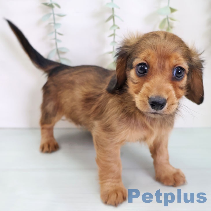 カニーンヘン・ダックスフンド