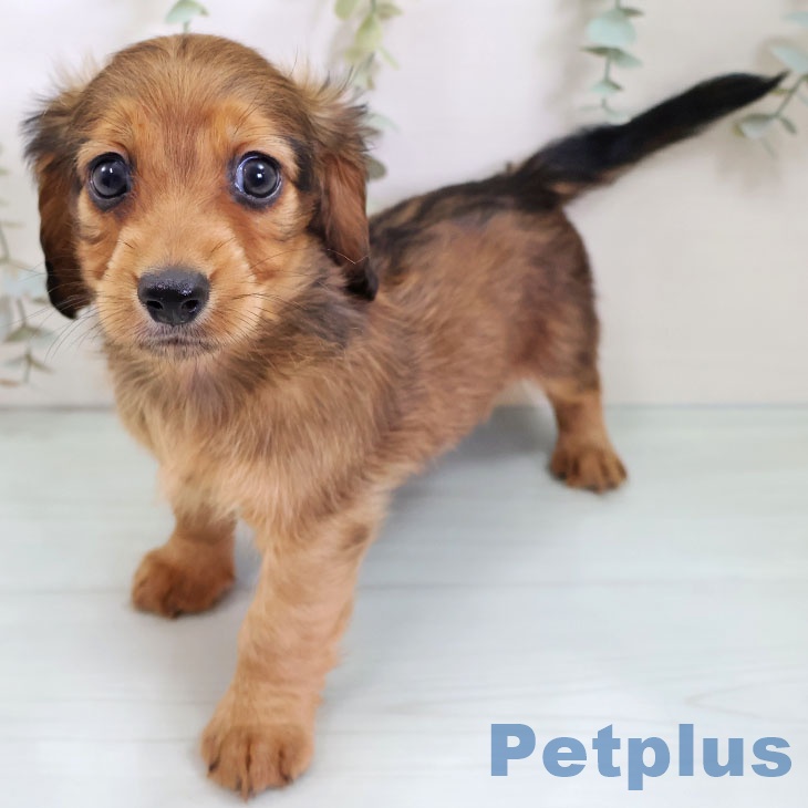 カニーンヘン・ダックスフンドの写真2