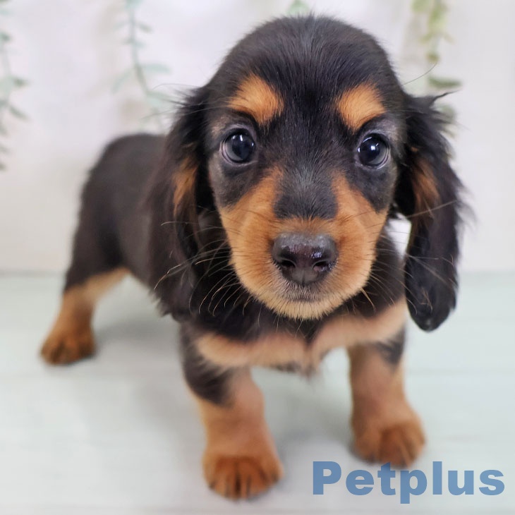 群馬県のカニンヘンダックスフンド(ロング) (ペットプラス イオンモール太田店/2025年8月24日生まれ/女の子/ブラックタン)の子犬の1枚目の画像