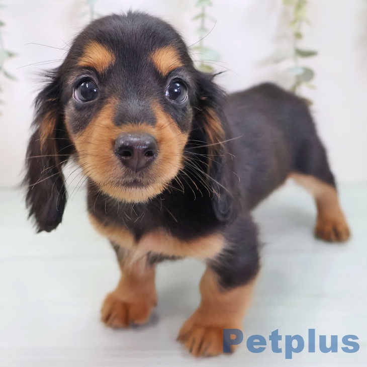 群馬県のカニンヘンダックスフンド(ロング) (ペットプラス イオンモール太田店/2025年8月24日生まれ/女の子/ブラックタン)の子犬の2枚目の画像