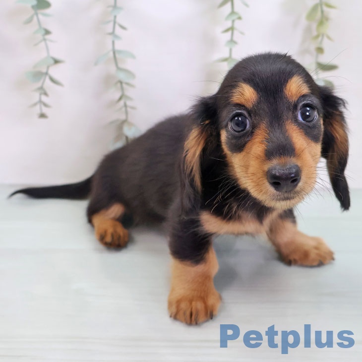 神奈川県のカニンヘンダックスフンド(ロング) (ペットプラス 天王町店/2025年8月24日生まれ/女の子/ブラックタン)の子犬の2枚目の画像