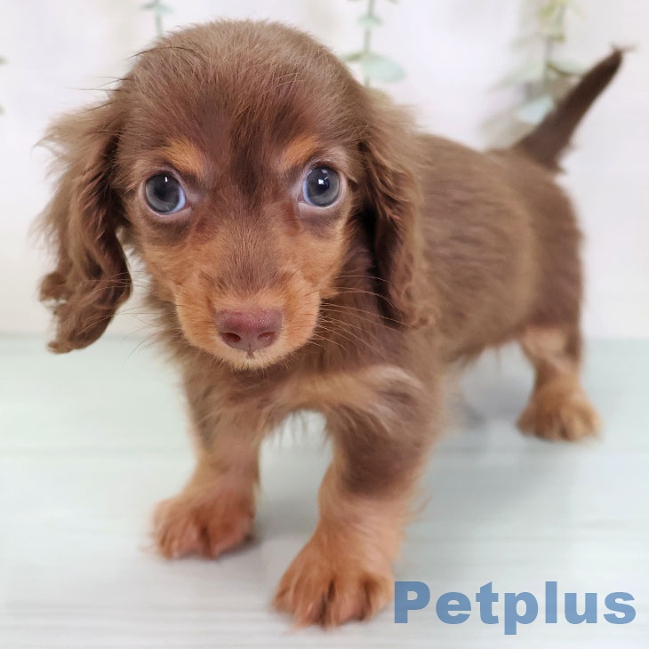 カニーンヘン・ダックスフンド