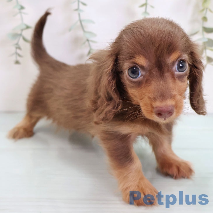 カニーンヘン・ダックスフンドの写真2