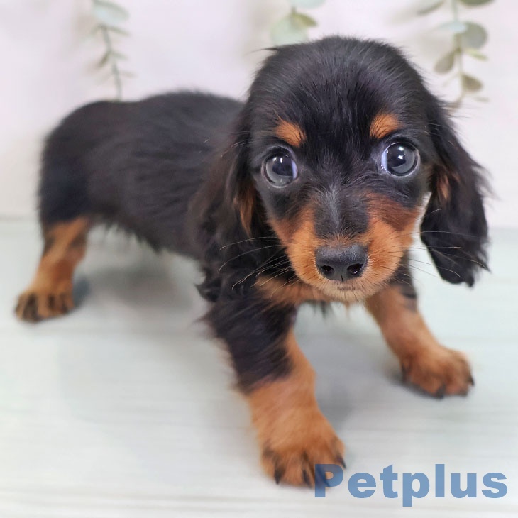 カニーンヘン・ダックスフンドの写真1