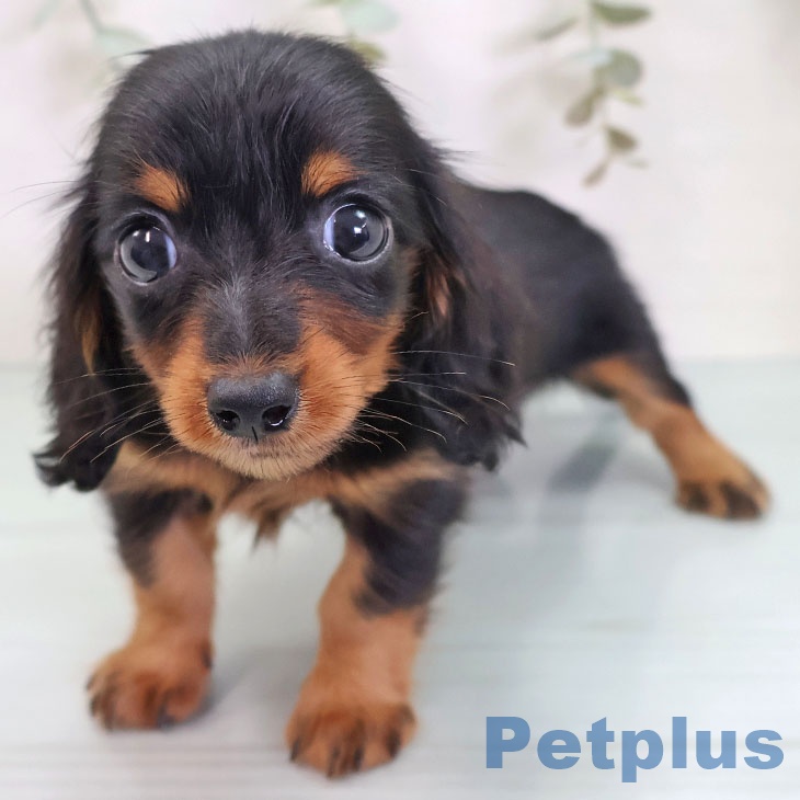 カニーンヘン・ダックスフンドの写真2