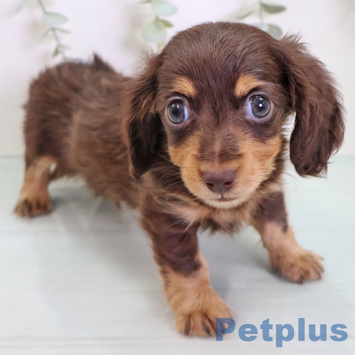 カニーンヘン・ダックスフンド