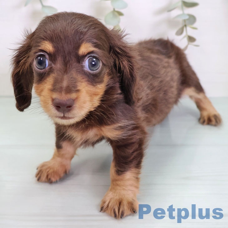 カニーンヘン・ダックスフンドの写真2