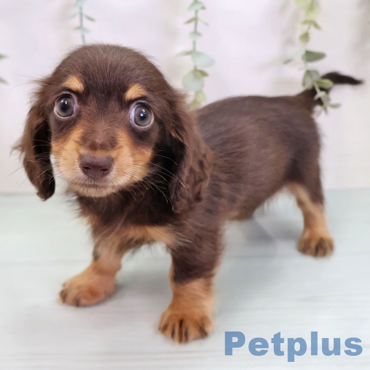 カニーンヘン・ダックスフンドの写真1