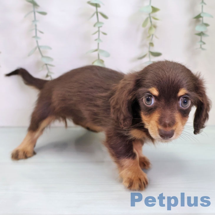 カニーンヘン・ダックスフンドの写真2