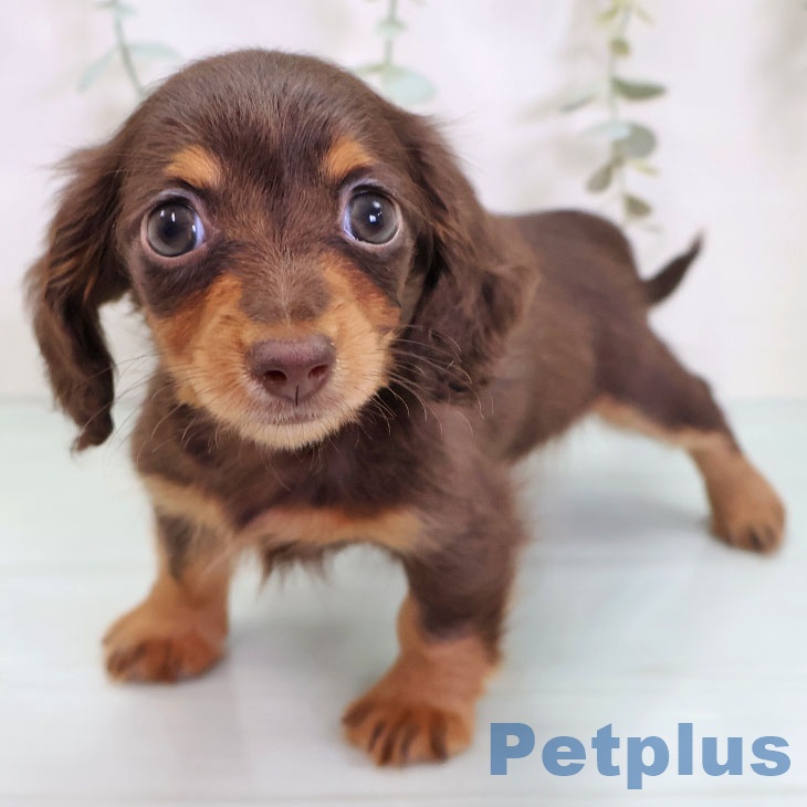 カニーンヘン・ダックスフンド