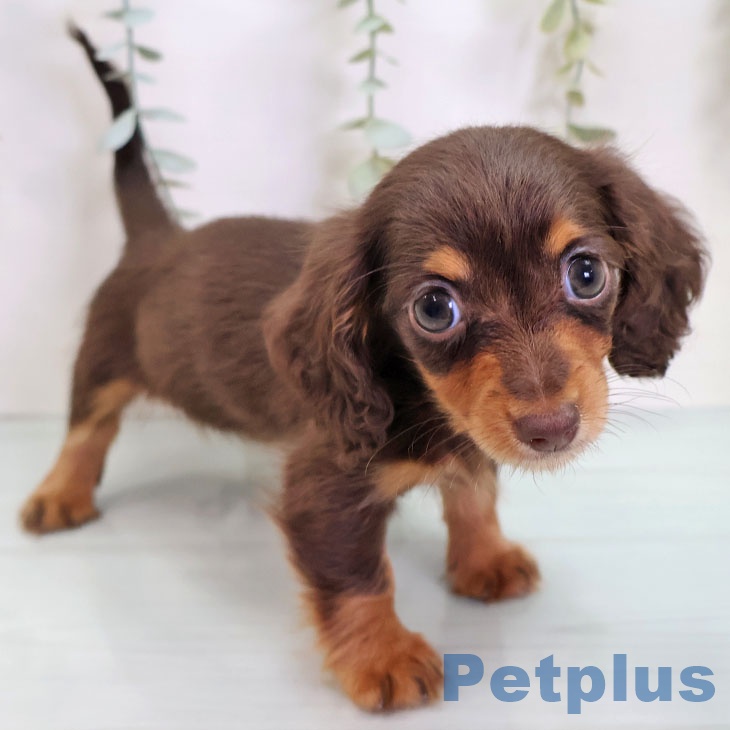 カニーンヘン・ダックスフンド