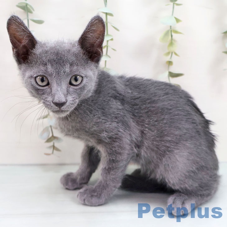 福岡県のロシアンブルー (ペットプラス 八幡東店/2025年8月25日生まれ/男の子/ブルー)の子猫の1枚目の画像