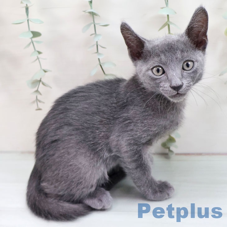 福岡県のロシアンブルー (ペットプラス 八幡東店/2025年8月25日生まれ/男の子/ブルー)の子猫の2枚目の画像