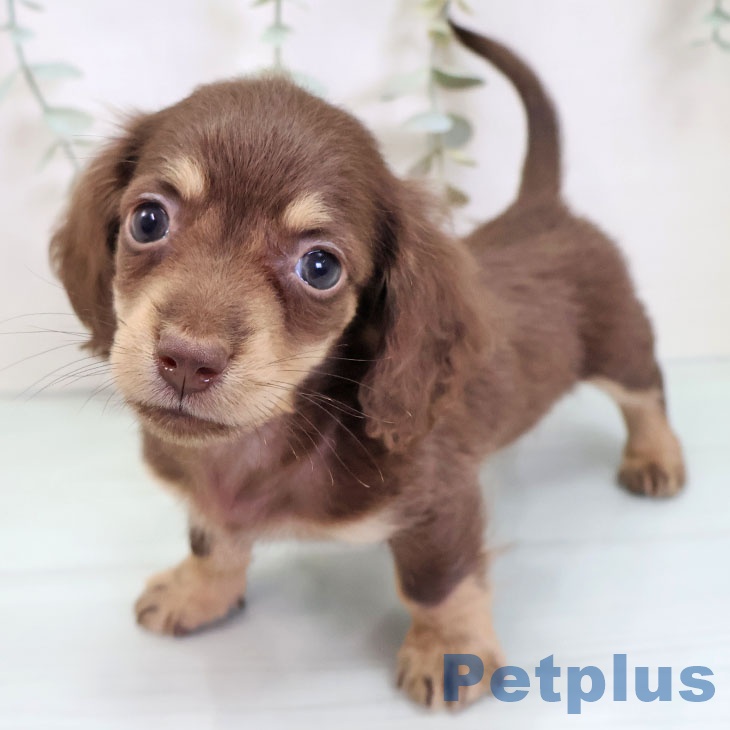 ミニチュア・ダックスフンド