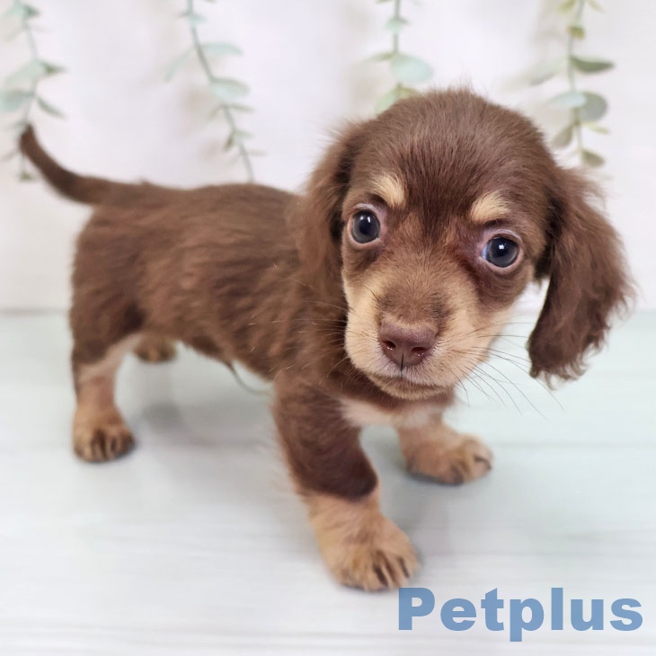 ミニチュア・ダックスフンドの写真2