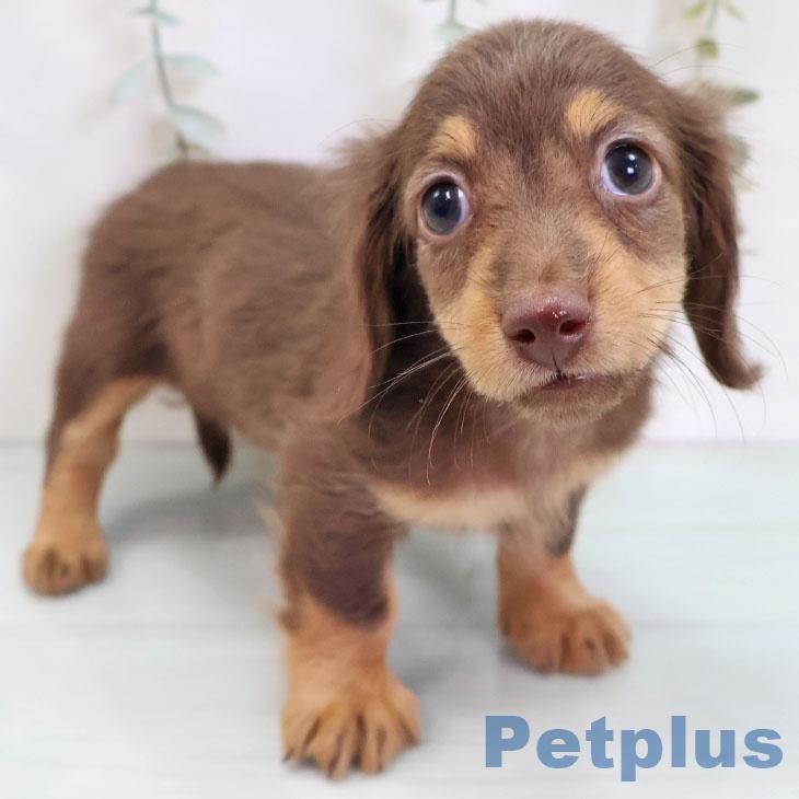 ミニチュア・ダックスフンド