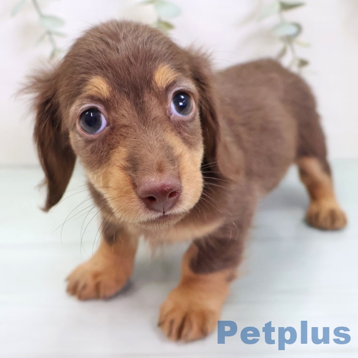 ミニチュア・ダックスフンドの写真2