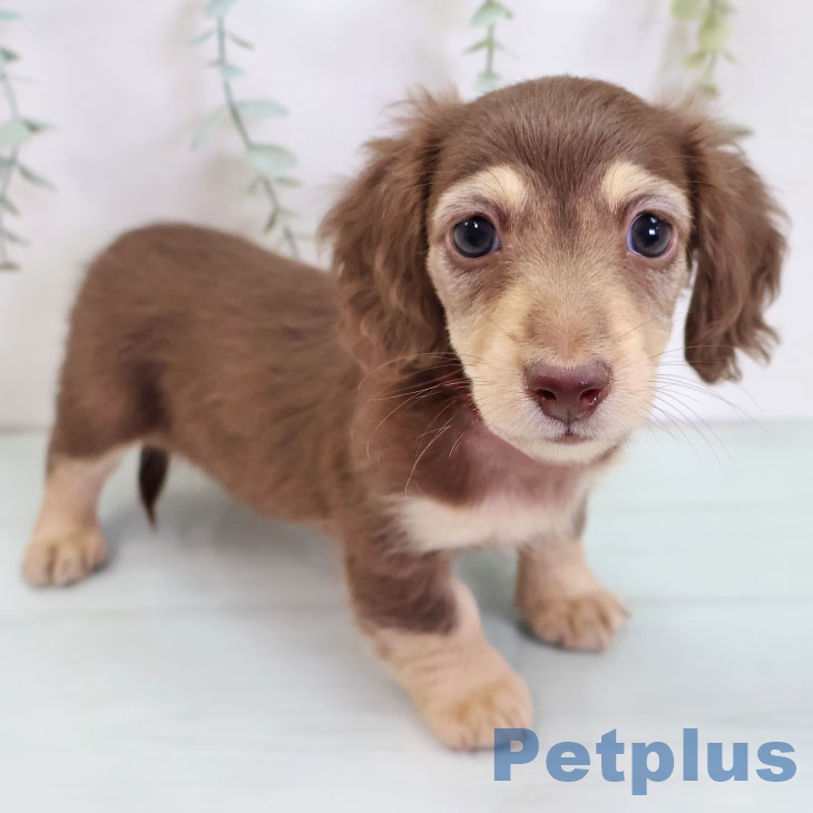 神奈川県のミニチュアダックスフンド(ロング) (ペットプラス 湘南平塚店/2025年8月29日生まれ/女の子/チョコレートイエロー)の子犬の1枚目の画像