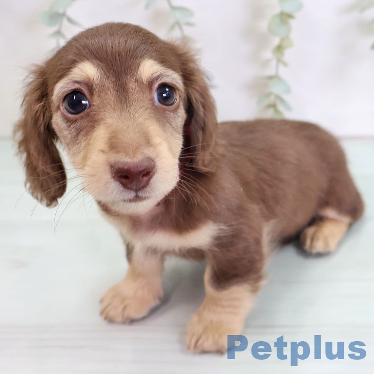 神奈川県のミニチュアダックスフンド(ロング) (ペットプラス 湘南平塚店/2025年8月29日生まれ/女の子/チョコレートイエロー)の子犬の2枚目の画像