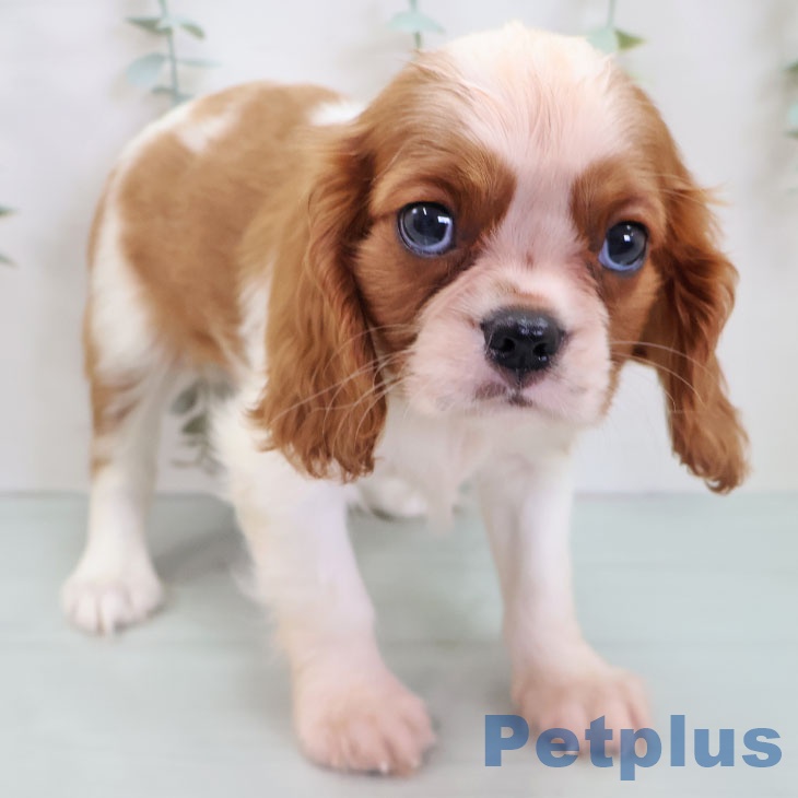 キャバリア・キングチャールズ・スパニエル