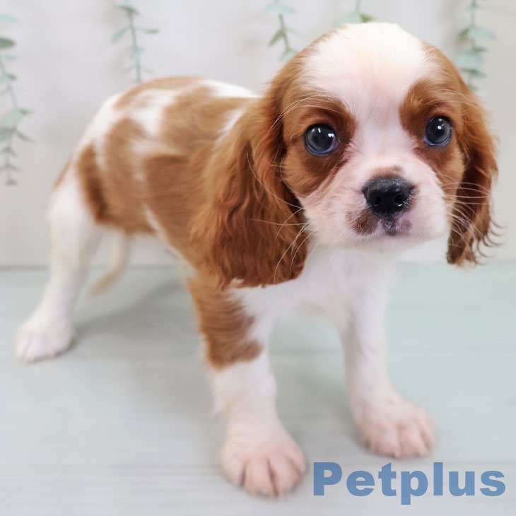 キャバリア・キングチャールズ・スパニエル
