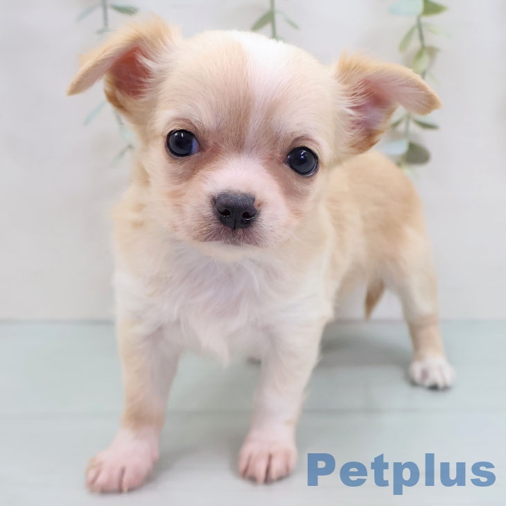 三重県のチワワ(ロング) (ペッツワン 桑名店/2025年8月29日生まれ/男の子/クリームホワイト)の子犬