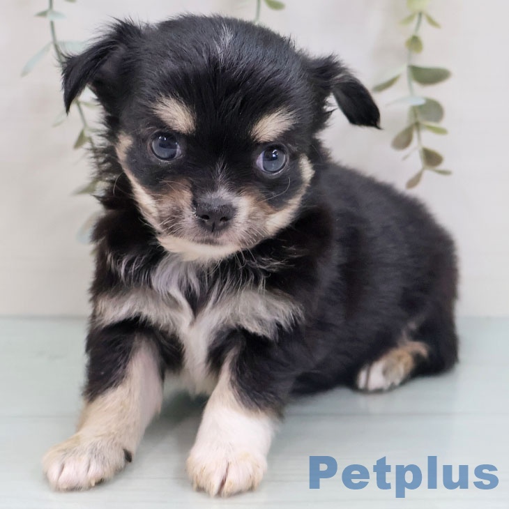 岐阜県のチワワ(ロング) (ペットプラス 各務原店/2025年8月29日生まれ/男の子/ブラックタンホワイト)の子犬の1枚目の画像