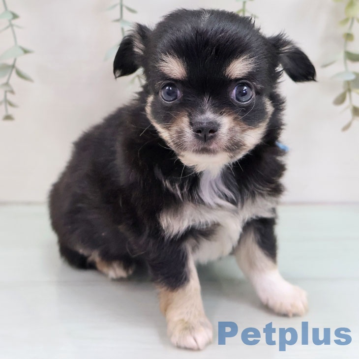 岐阜県のチワワ(ロング) (ペットプラス 各務原店/2025年8月29日生まれ/男の子/ブラックタンホワイト)の子犬の2枚目の画像