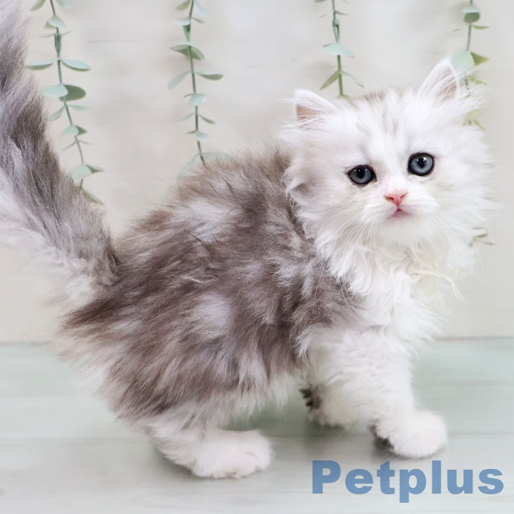 ペルシャの写真2