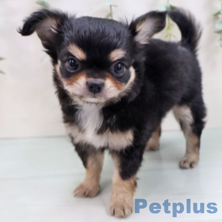 愛知県のチワワ(ロング) (ペットプラス 則武新町店/2025年8月28日生まれ/男の子/ブラックタンホワイト)の子犬の1枚目の画像