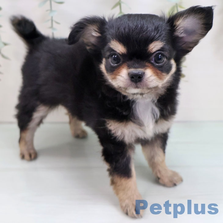 愛知県のチワワ(ロング) (ペットプラス 則武新町店/2025年8月28日生まれ/男の子/ブラックタンホワイト)の子犬の2枚目の画像