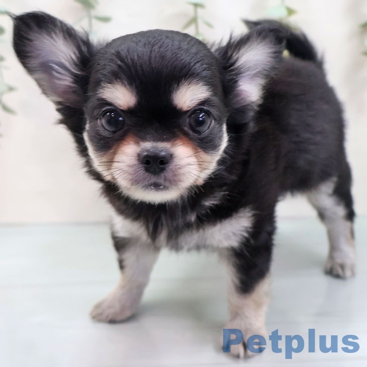 岐阜県のチワワ(ロング) (ペットプラス 各務原店/2025年8月28日生まれ/女の子/ブラックタンホワイト)の子犬の1枚目の画像