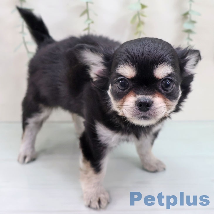 岐阜県のチワワ(ロング) (ペットプラス 各務原店/2025年8月28日生まれ/女の子/ブラックタンホワイト)の子犬の2枚目の画像