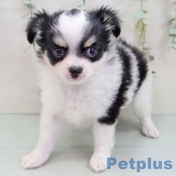 富山県のチワワ(ロング) (ペットプラス 高岡店/2025年8月29日生まれ/男の子/ホワイトブラックタン)の子犬の1枚目の画像