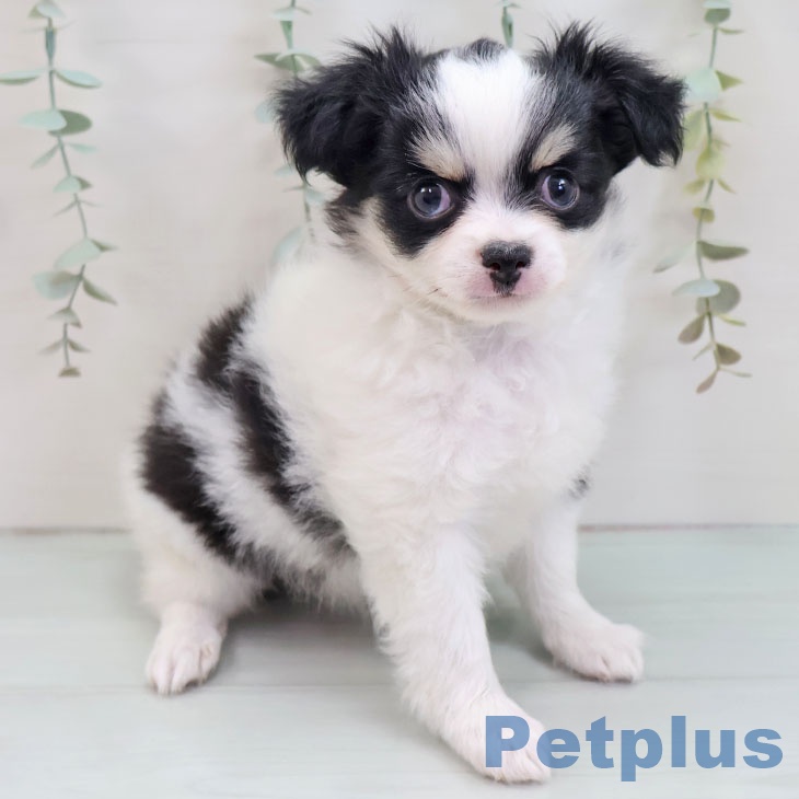 富山県のチワワ(ロング) (ペットプラス 高岡店/2025年8月29日生まれ/男の子/ホワイトブラックタン)の子犬の2枚目の画像