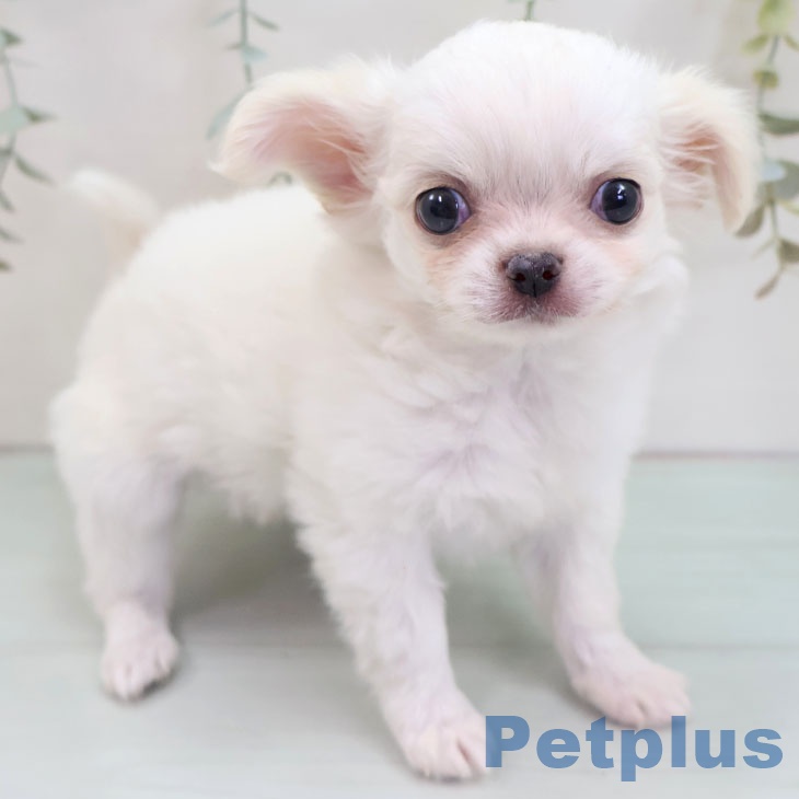 愛知県のチワワ(ロング) (ペットプラス 岡崎店/2025年8月29日生まれ/女の子/ホワイトクリーム)の子犬の1枚目の画像