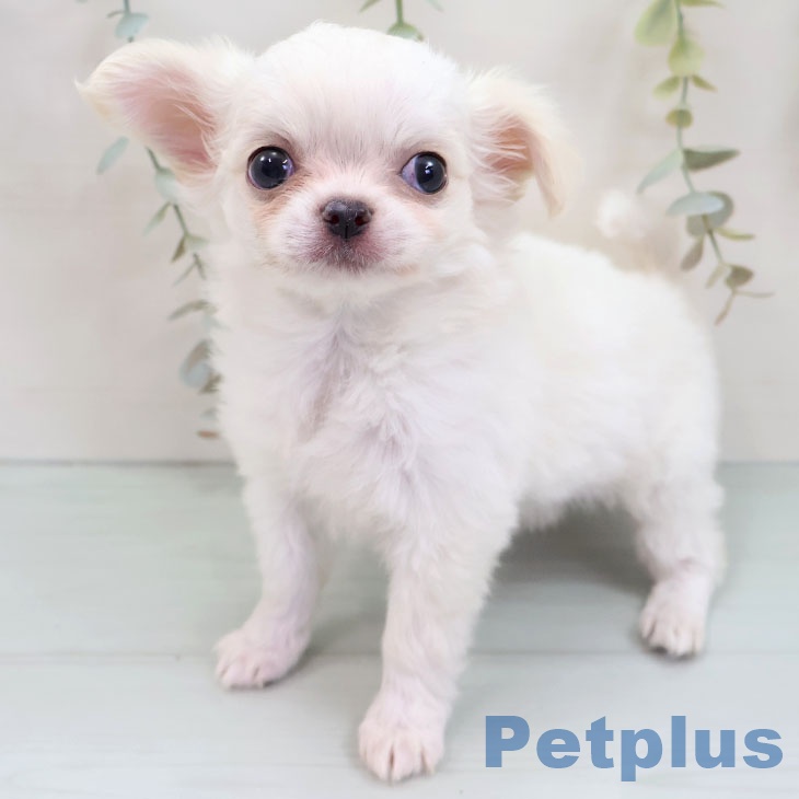 愛知県のチワワ(ロング) (ペットプラス 岡崎店/2025年8月29日生まれ/女の子/ホワイトクリーム)の子犬の2枚目の画像