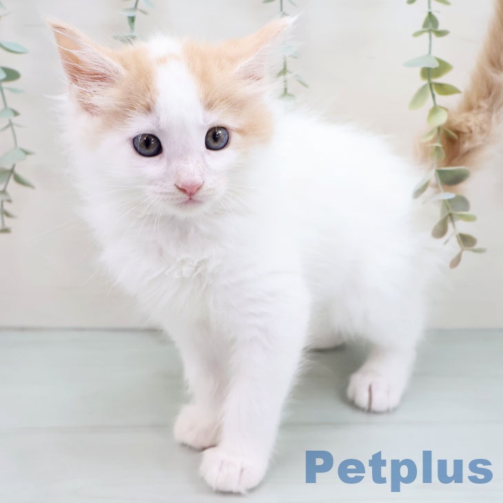 熊本県のメインクーン (ペットプラス 熊本店/2025年8月28日生まれ/男の子/クリームホワイトバン)の子猫の1枚目の画像