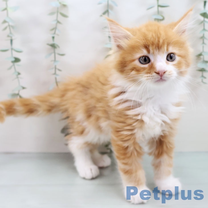 メインクーンの写真2