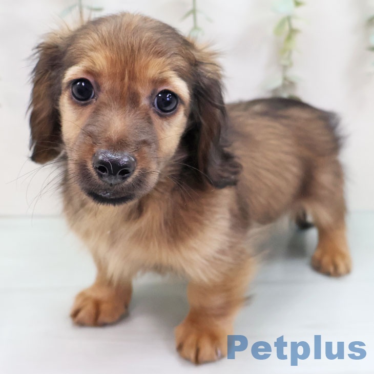 ミニチュア・ダックスフンド