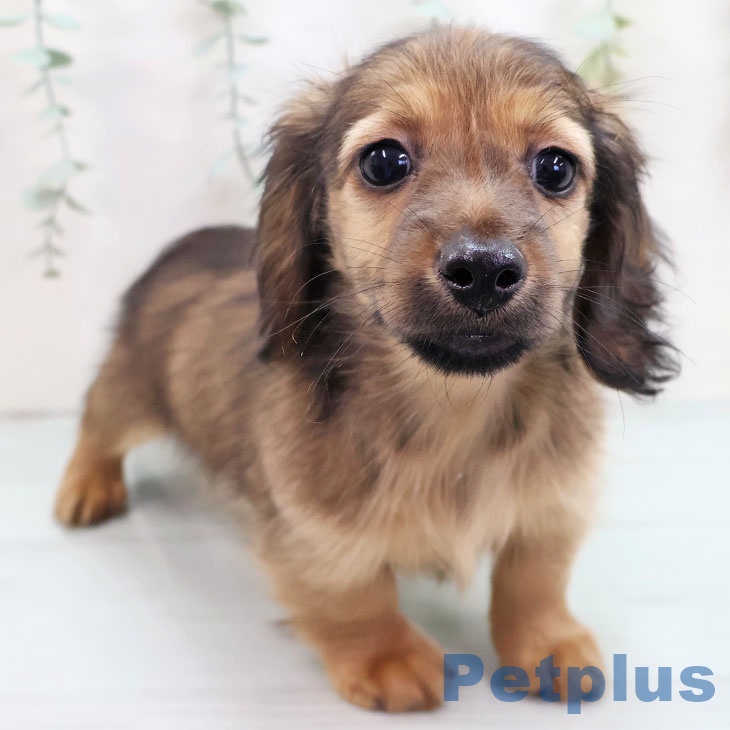 沖縄県のミニチュアダックスフンド(ロング) (ペットプラス 沖縄ライカム店/2025年8月25日生まれ/男の子/シェーデットレッド)の子犬の2枚目の画像